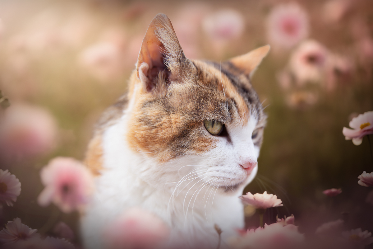 chat ecaille de tortue champ fleurs roses printemps seance photo