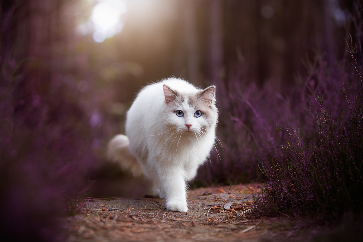 Chat ragdoll photo foret bruyeres magnifique photo professionelle