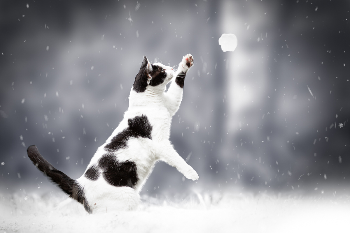 Chat noir et blanc hiver neige blanc photo pro