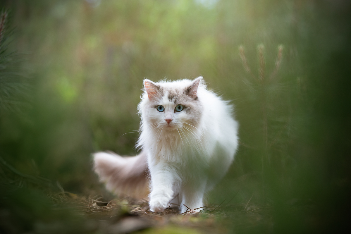 Chat ragdoll seance photo animaliere foret verte