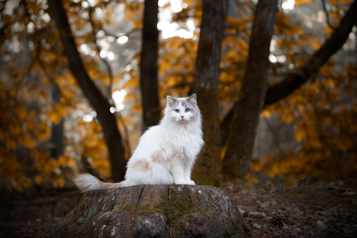 Chat ragdoll ambiance automnale seance photo automne