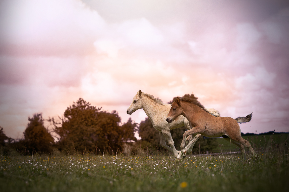 poulains palomino pie galope