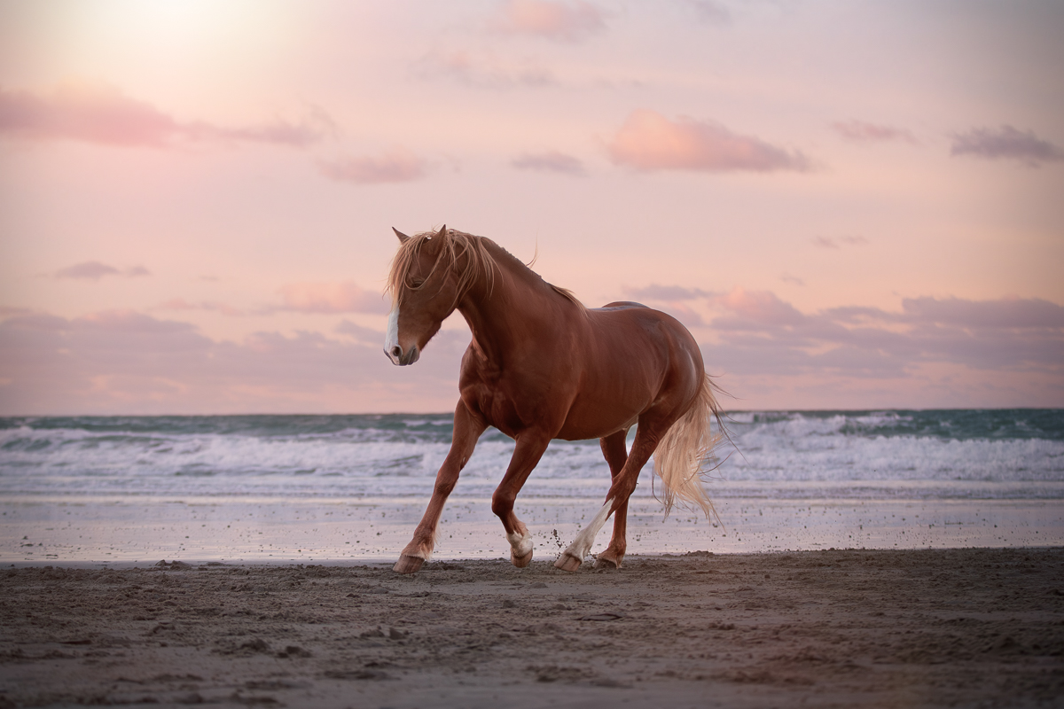 cheval alezan plage crepuscule seance photo