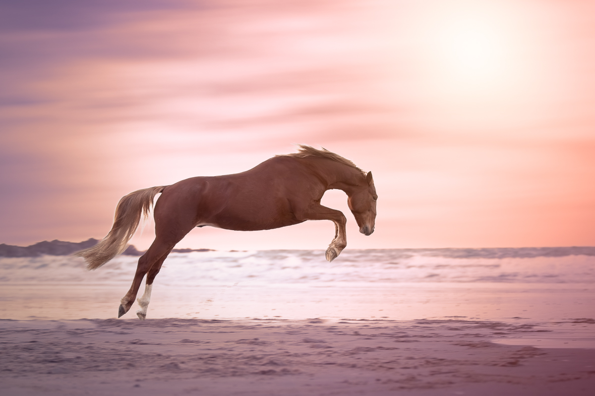 cheval alezan saute plage crepuscule seance photo
