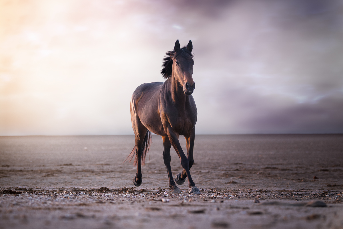 cheval bai brun plage crepuscule seance photo