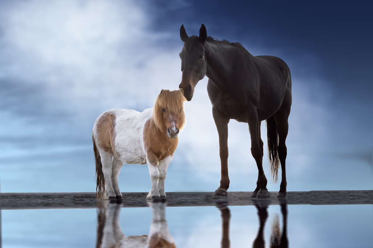 cheval poney pie baibrun seance photo plage bleu