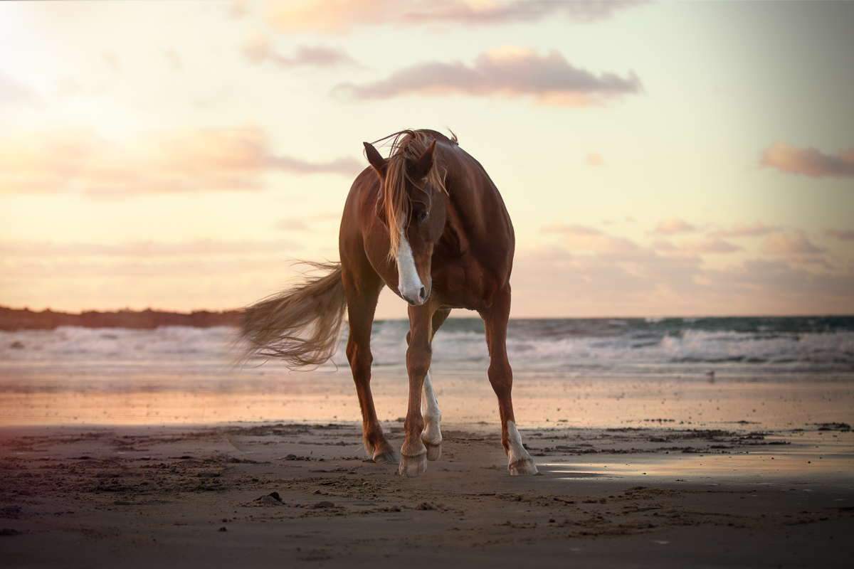 cheval alezan couche de soleil seance photo plage
