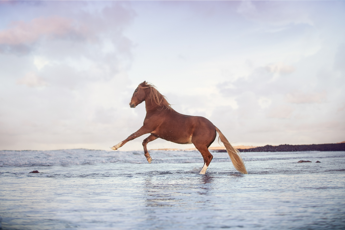 cheval alezan eau plage mer senace photo