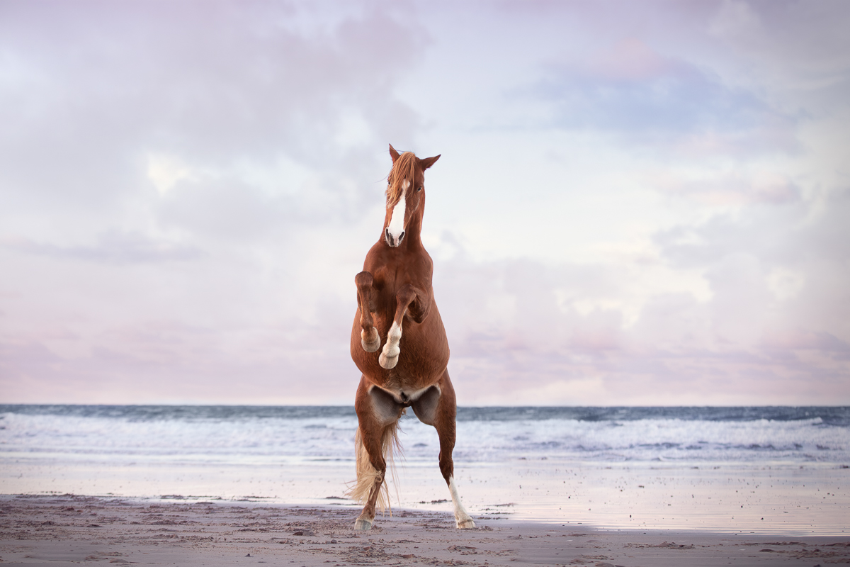 cheval alezan cabre eau plage mer senace photo