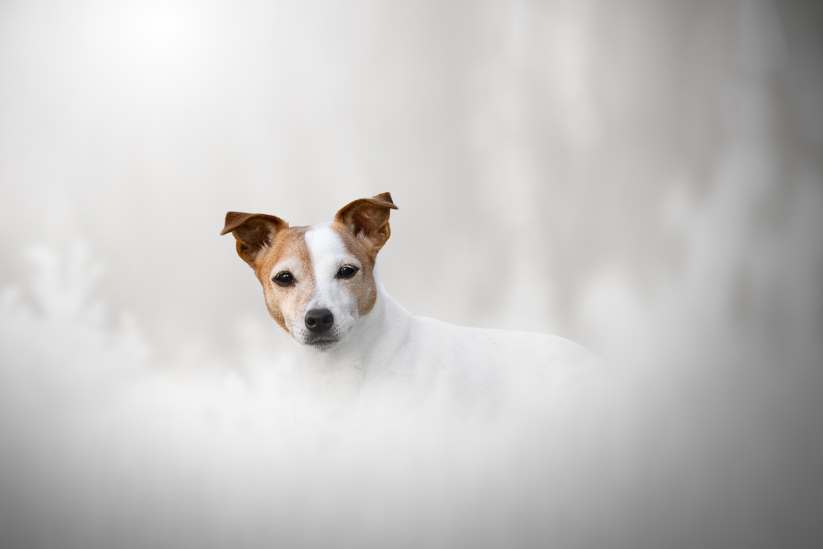 Chien jack russell neige hiver retoucher hivernale photo pro