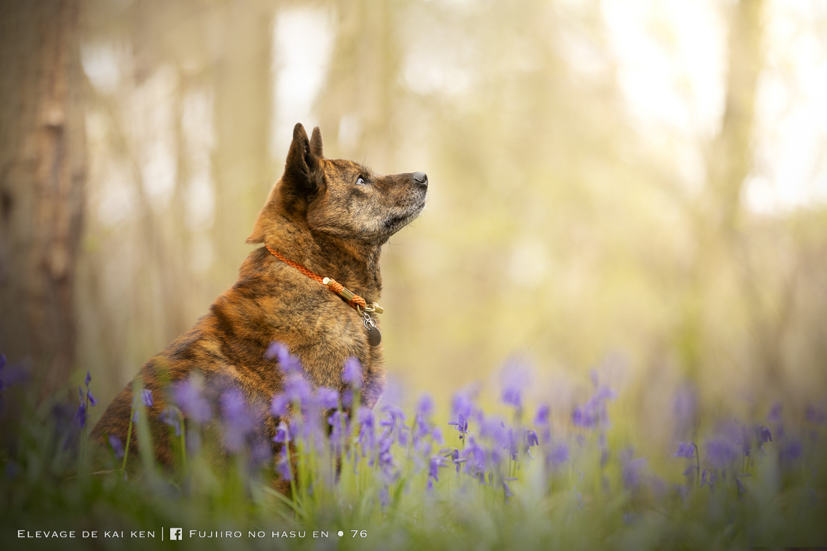 Chien kai ken foret jacinthes fleurs printemps shooting photo