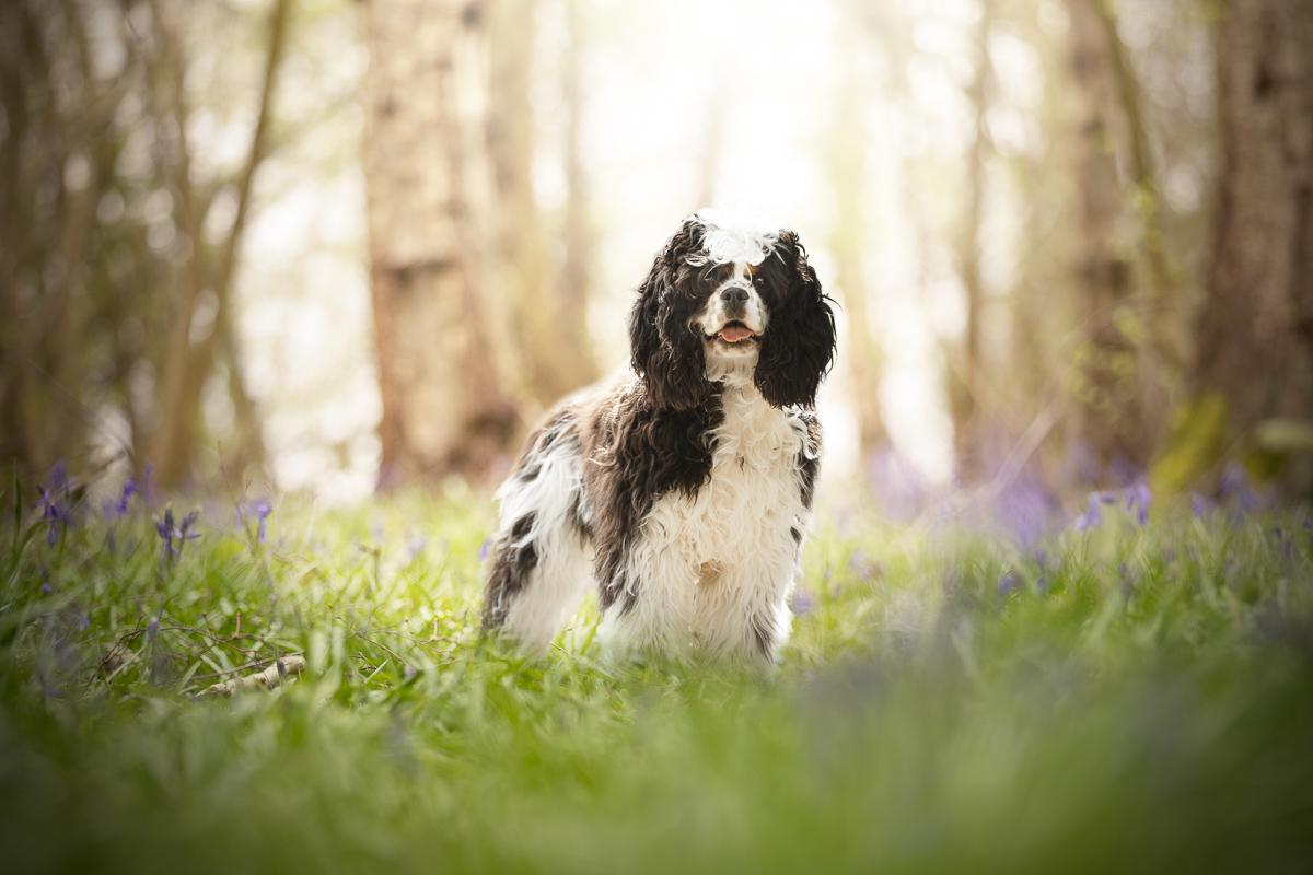 Chien cocker foret jacinthes fleurs printemps shooting photo