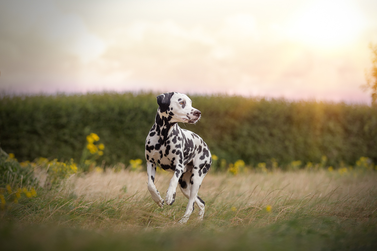Chien dalmation couche de soleil shooting photo