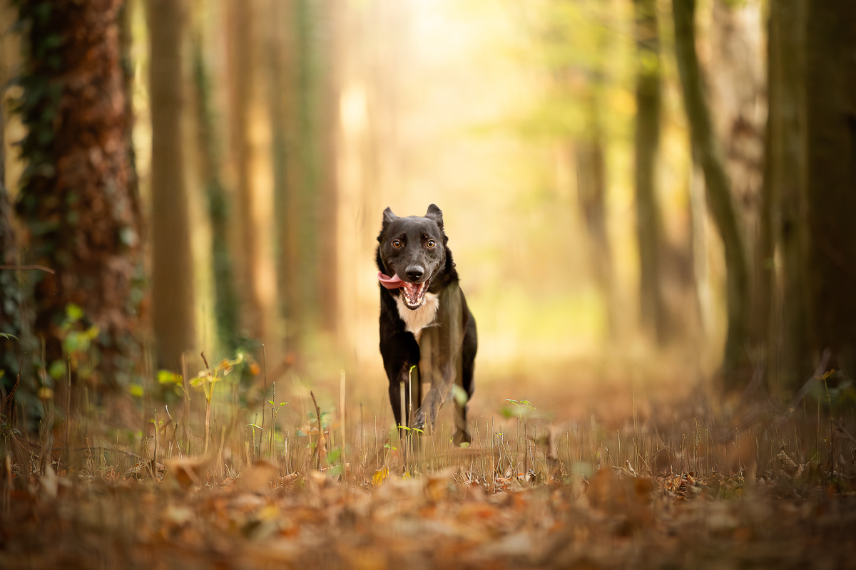 Chien qui court seance photo foret ete