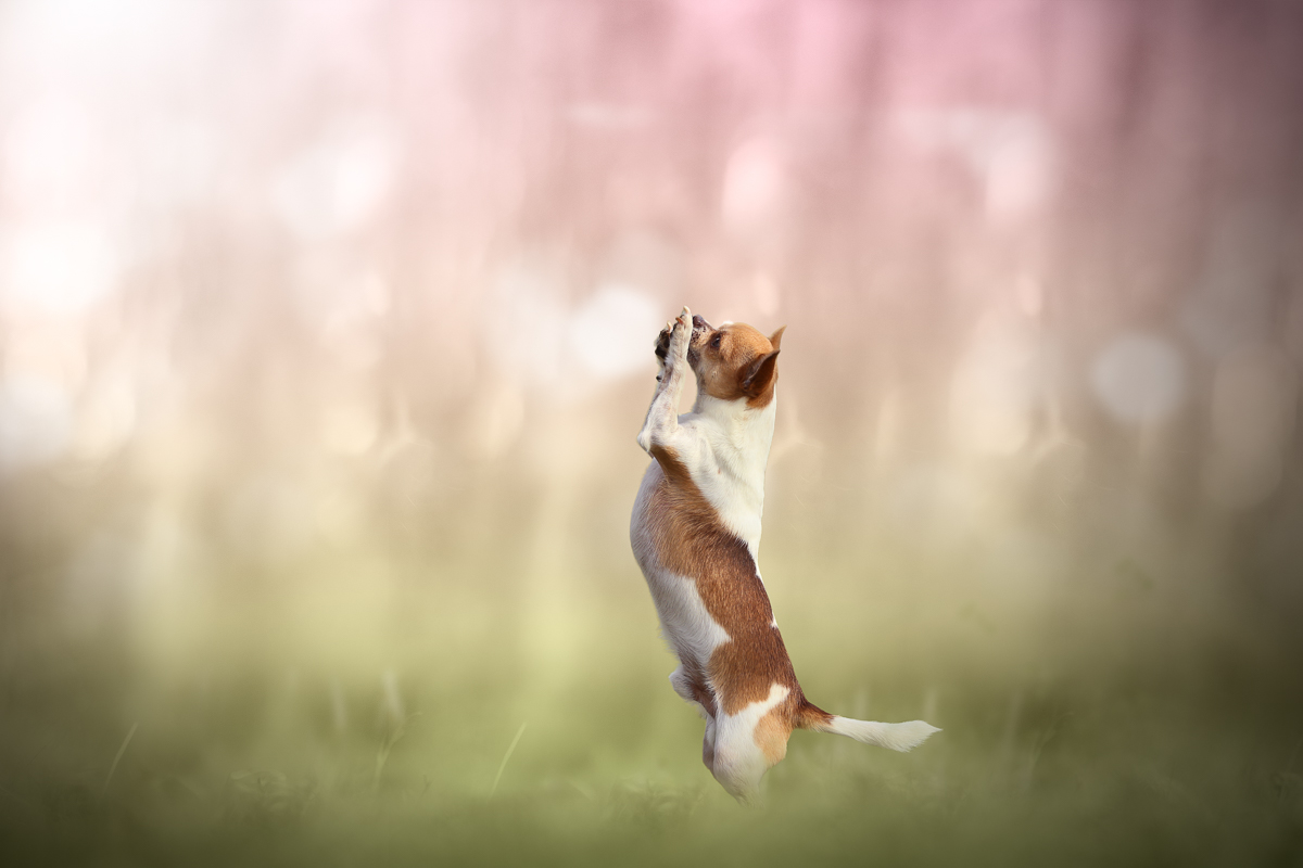 Chien chihuahua cerisiers roses printemps seance photo animaliere