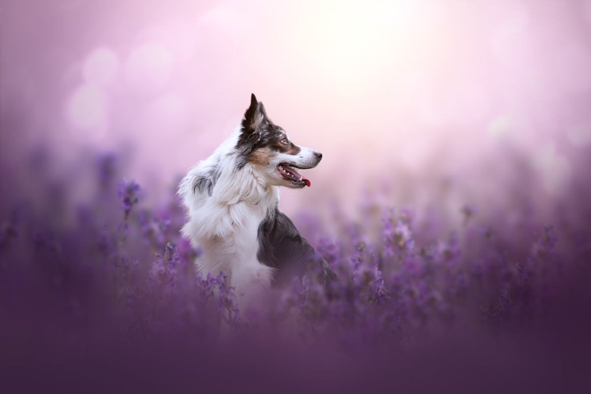 Chien border collie lavande violette seance photo montage photoshop