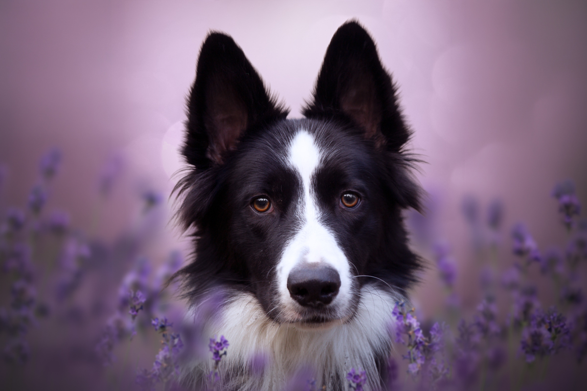 Chien border collie portrait lavande violette seance photo pro retouche photoshop