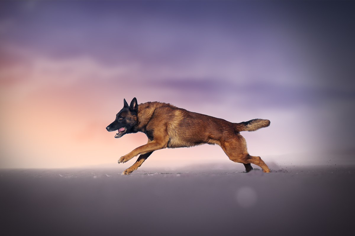 Chien malinois court plage ambiance violet couche de soleil