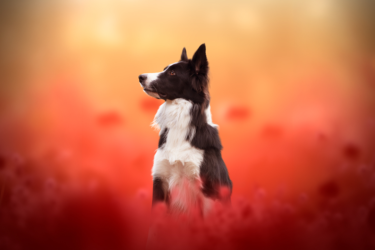 Chien border collie montage photoshop coquelicots rouges printemps seance photo