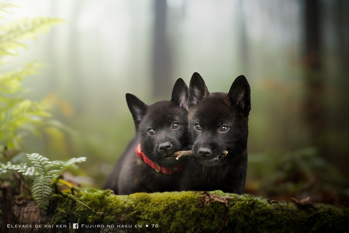 Chien chiot kai ken mignon foret seance photo pro