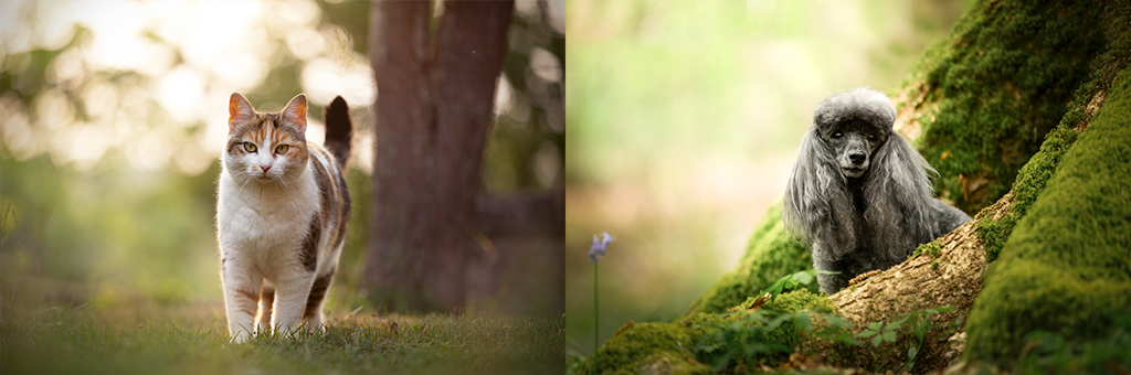 exemple photos forfaits en exterieurs photographe animaux