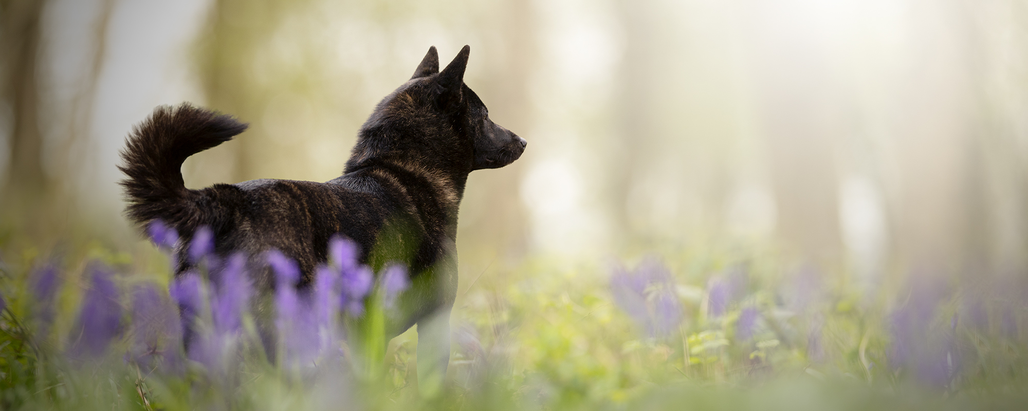 seance photo chien en foret