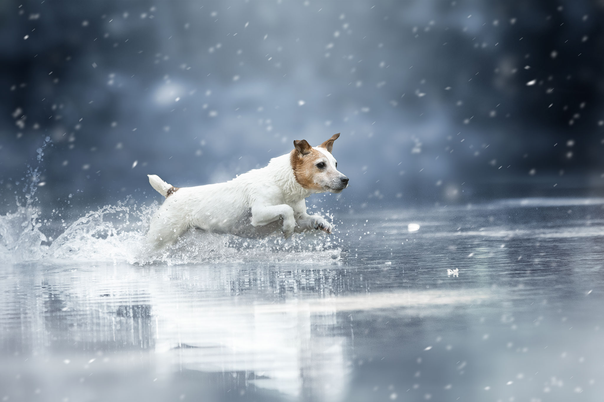 chien jack russell eau hiver