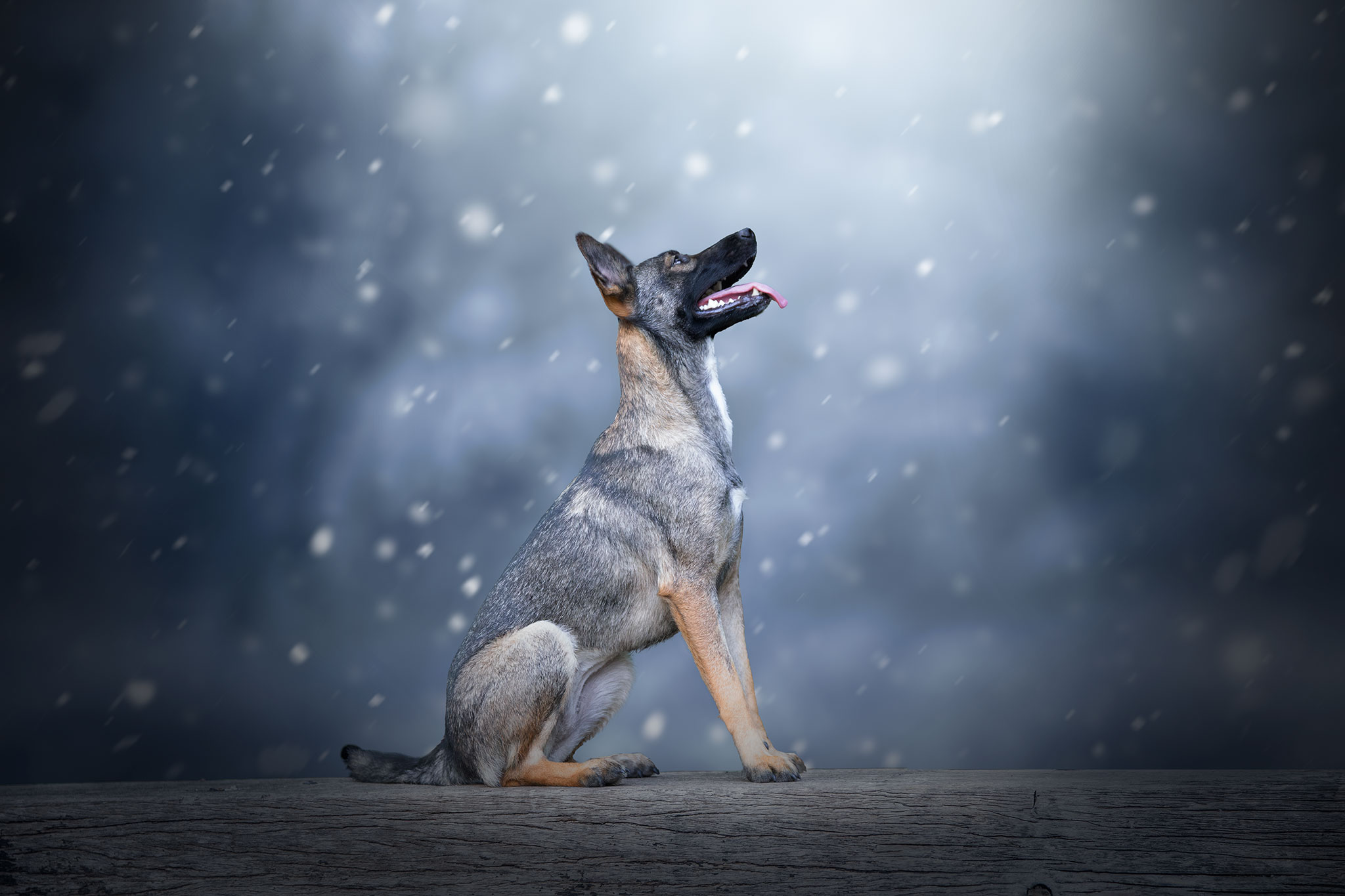 chien malinois hiver