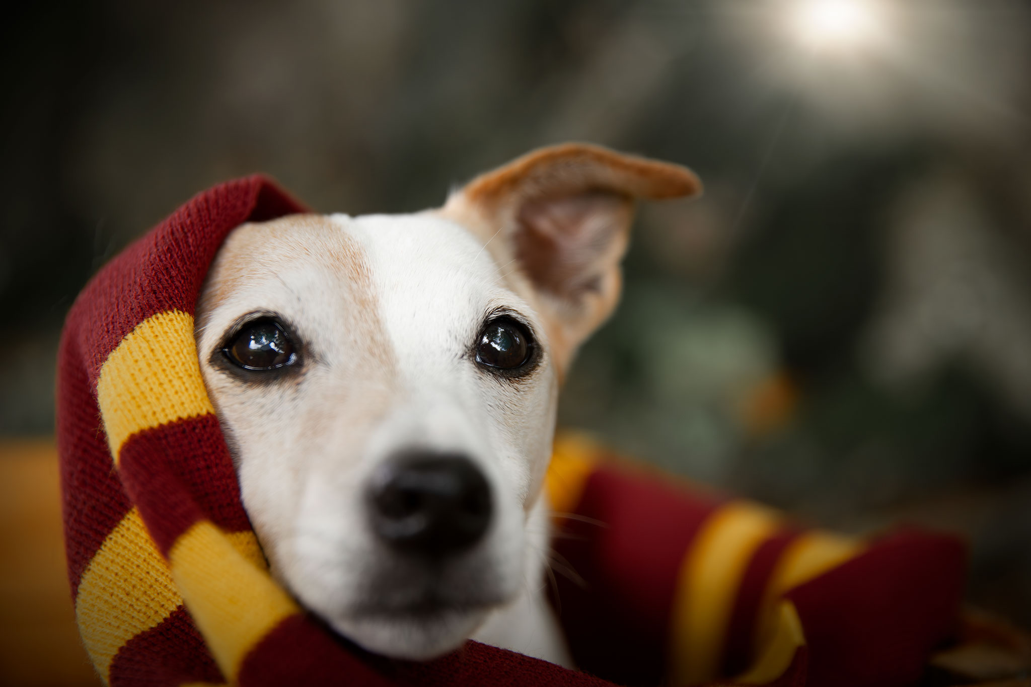 chien jack russell Harry Potter
