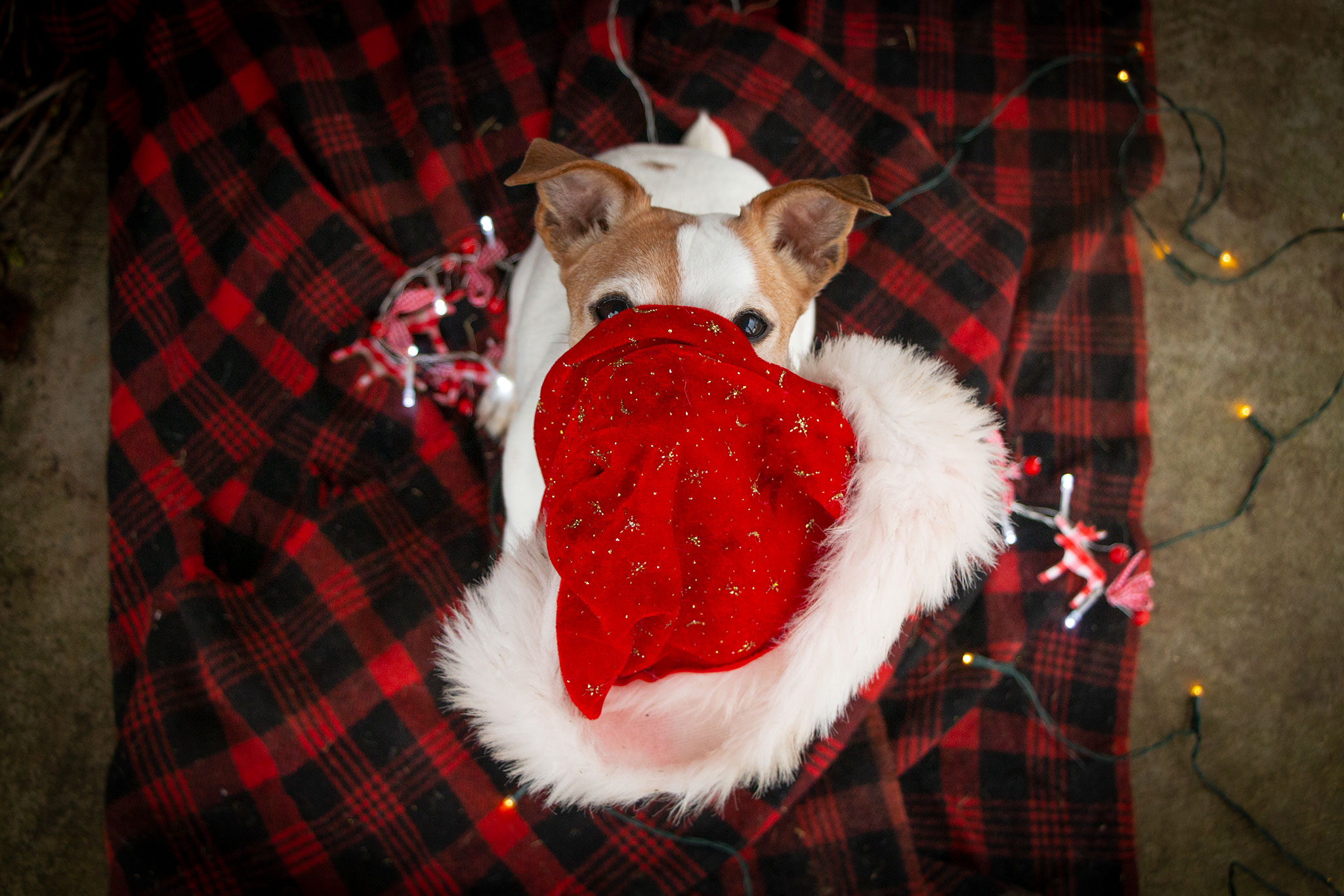 chien jack russell bonnet de noel