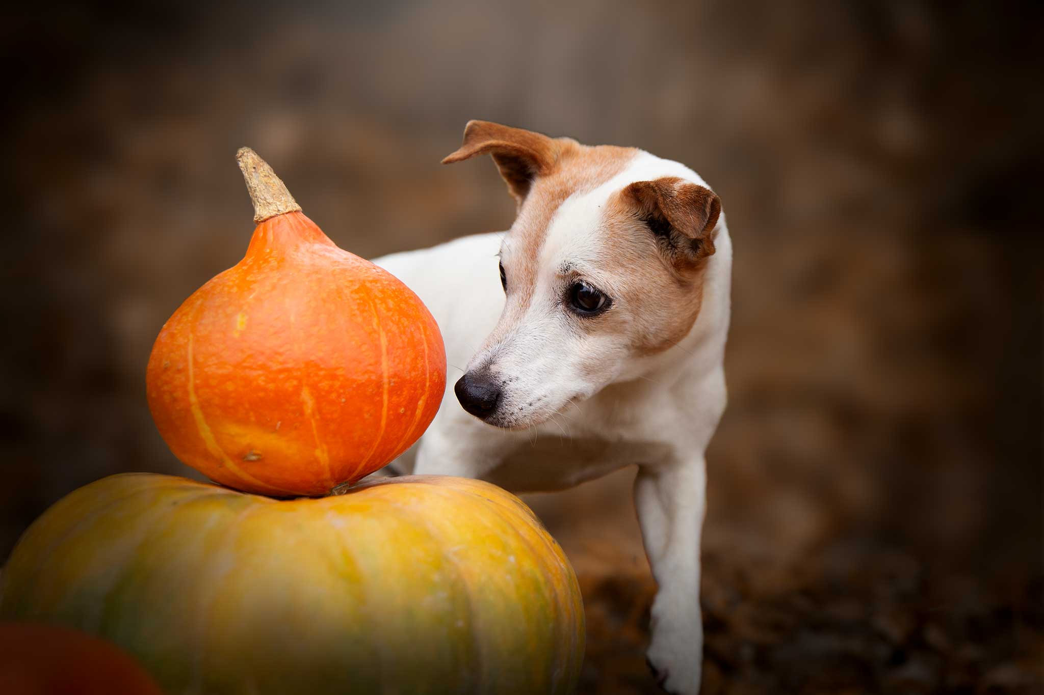 chien jack russell citrouilles halloween mignon rigolo