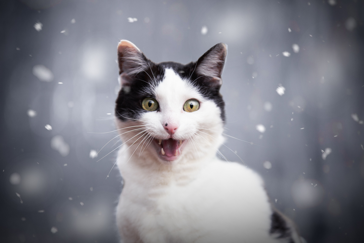 Chat shooting hiver neige