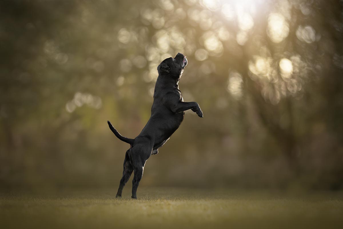 Chiens qui courent