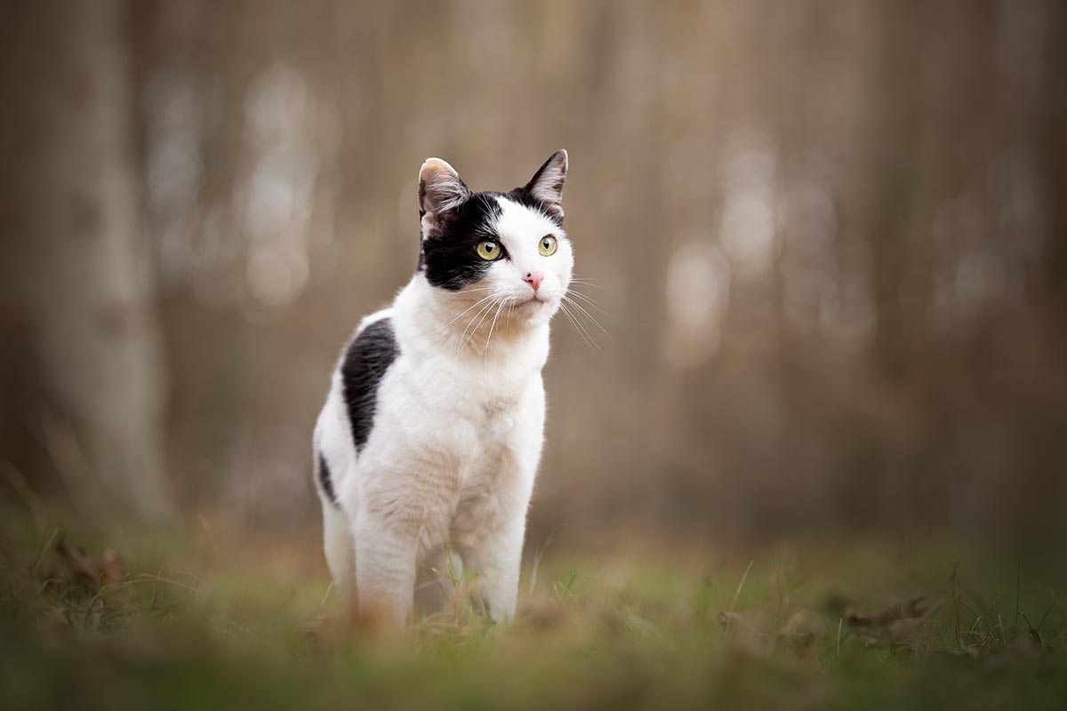 seance photo chat noir et blanc foret formation photo retouche
