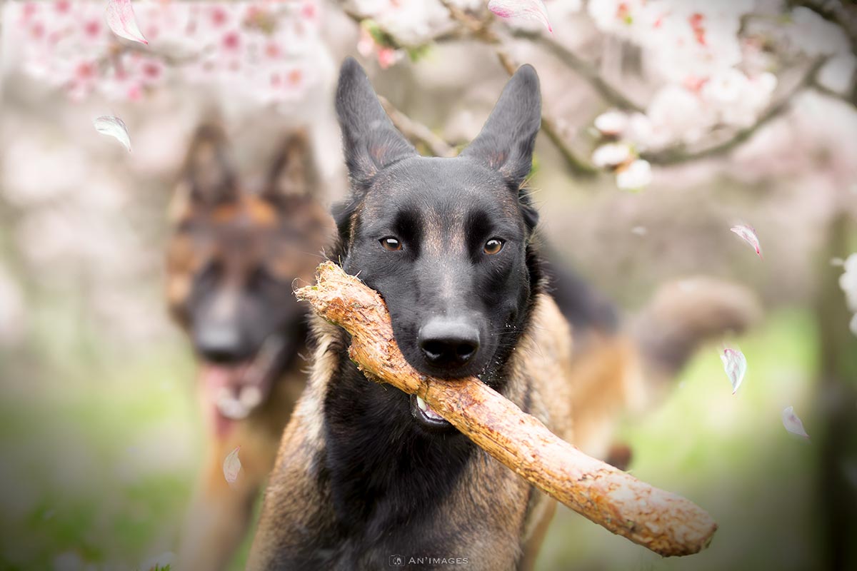 Chien malinois berger allement courent jouent cerisiers en fleurs seance photo formation photo retouche
