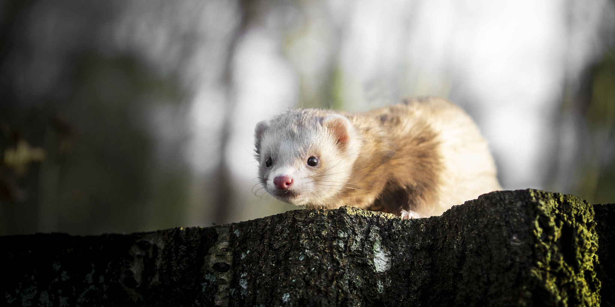 seance photo furet foret