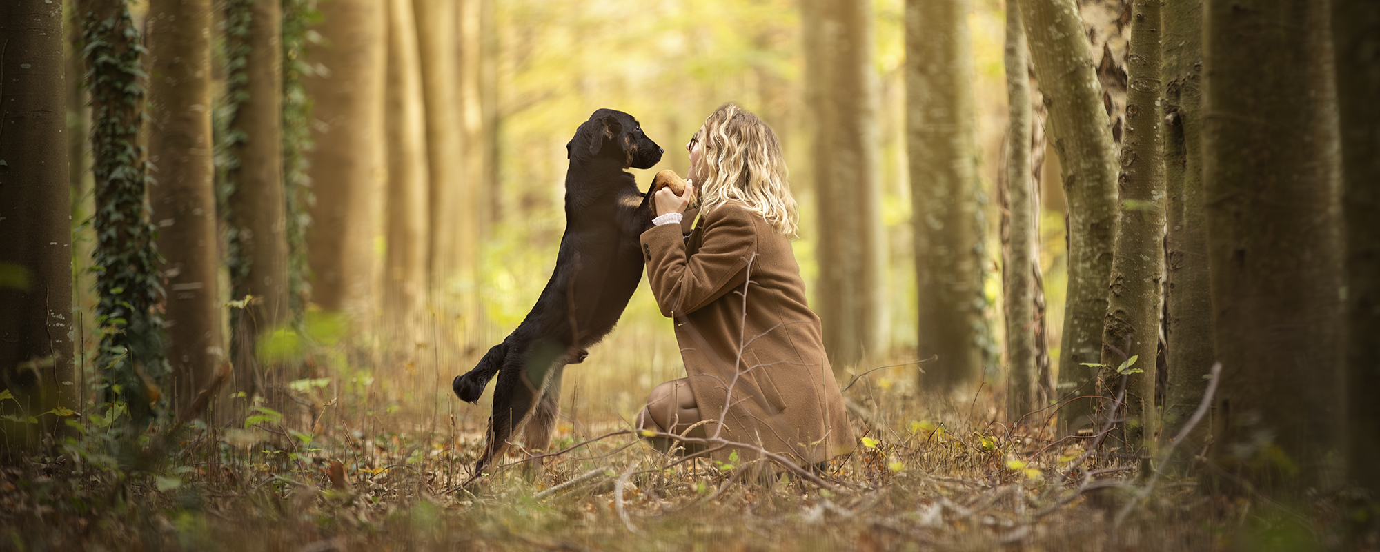 Chien dans la foret shooting photo