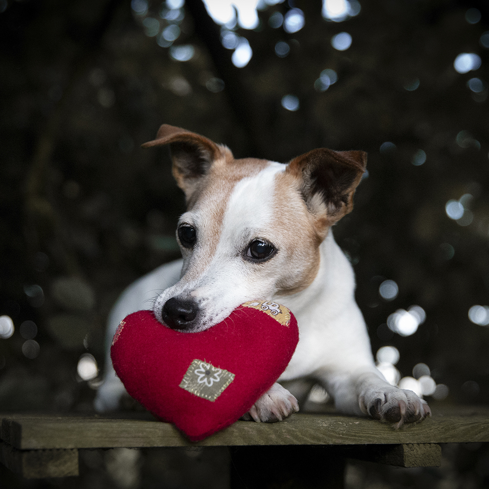 Seance photo jack russell offrir une seance, doudou cœur mignon