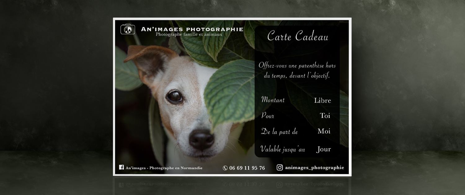 chien jack russell carte cadeau seance photo