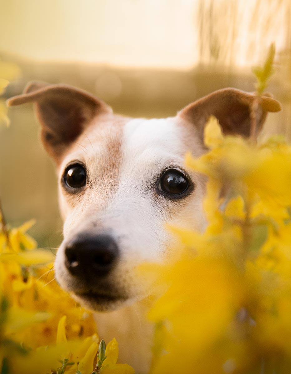 Chien jack russell fleurs jaunes seance photo animalier