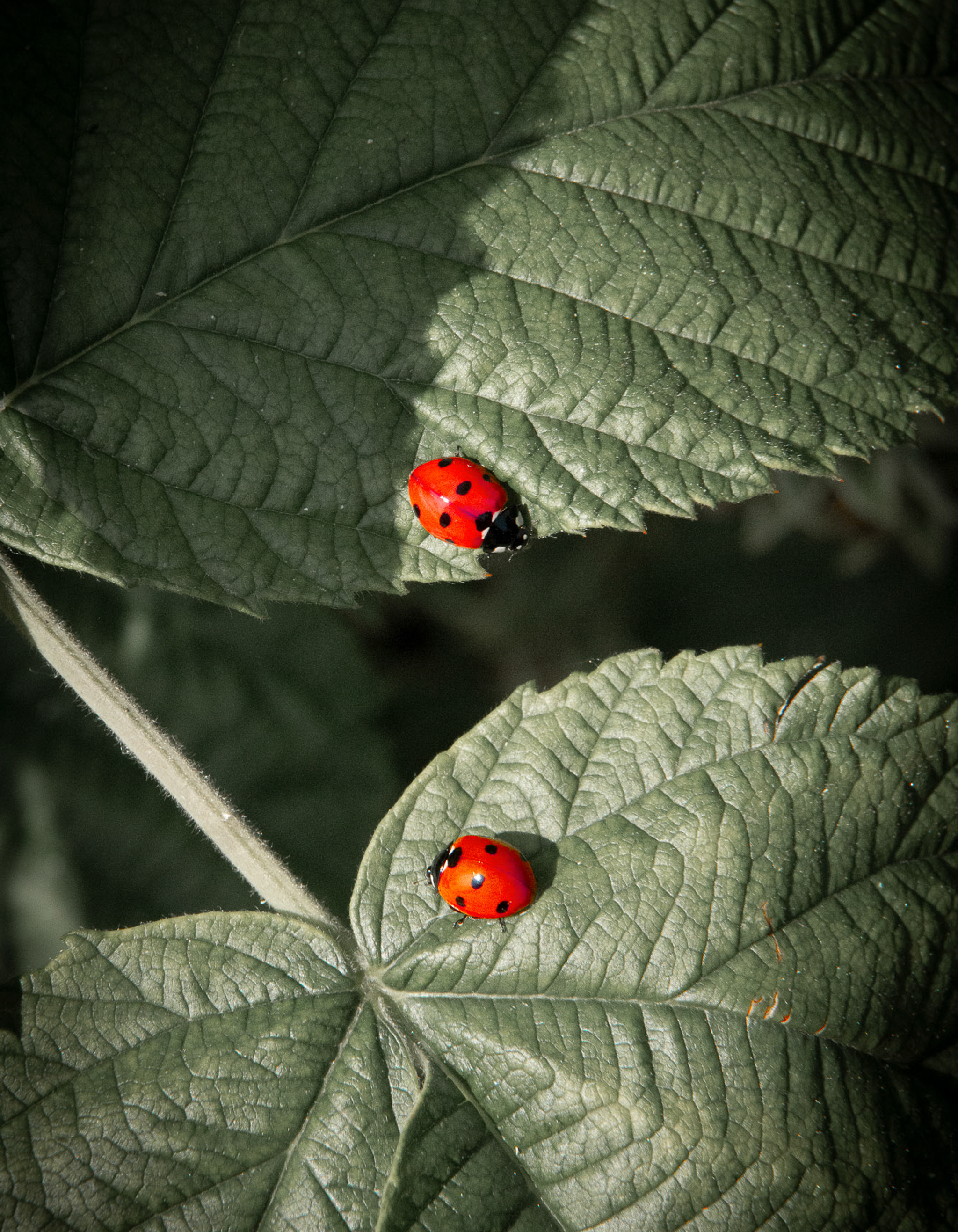 Coccinelles photographe animalier
