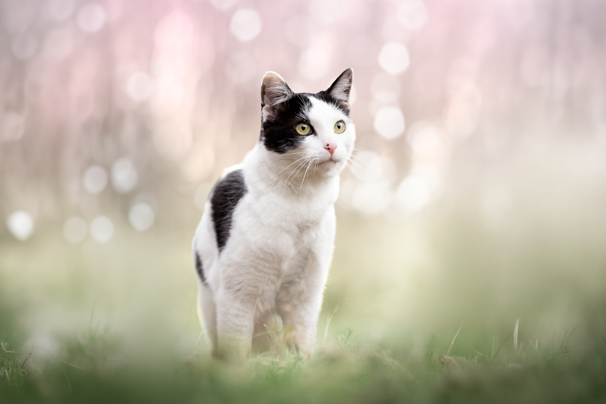 chat mignon noir et blanc shooting cerisier fleurs roses photo pro