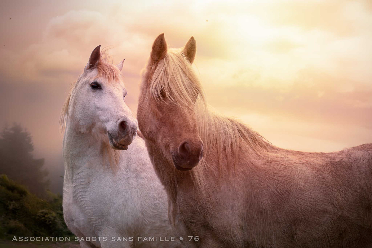 beaux chevaux couche de soleil photographe professionnel association sabots sans famille