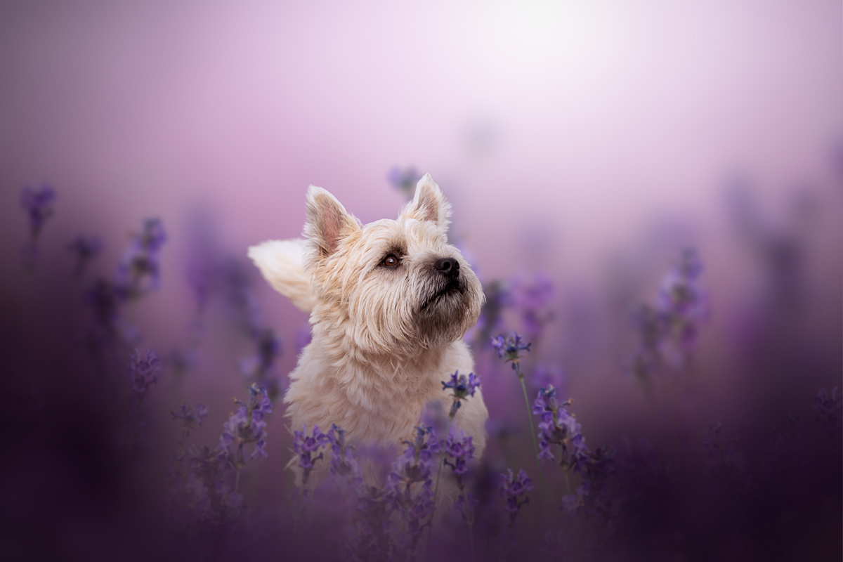 Seance photo chien champ de lavande photographe animalier