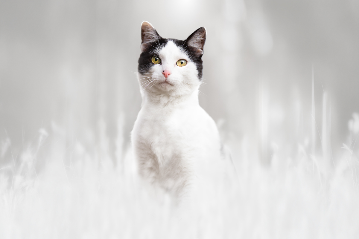 Chat mignon noir et blanc hiver blanc seance photo