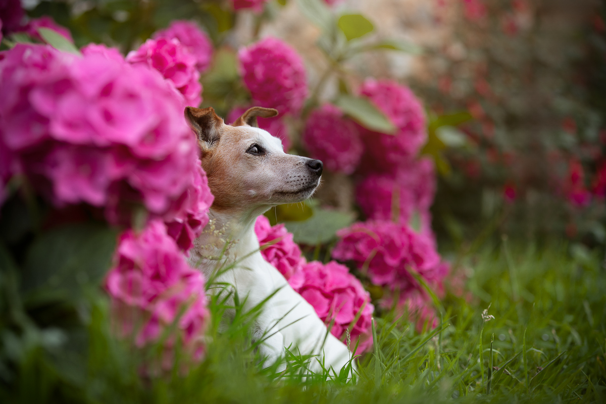 Chien Jack russell hortensias fleurs roses photographie animaliere