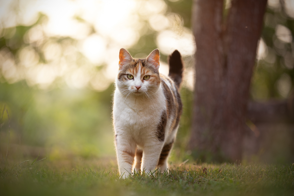 Chat ecaille de tortue couche de soleil ete photographe animalier