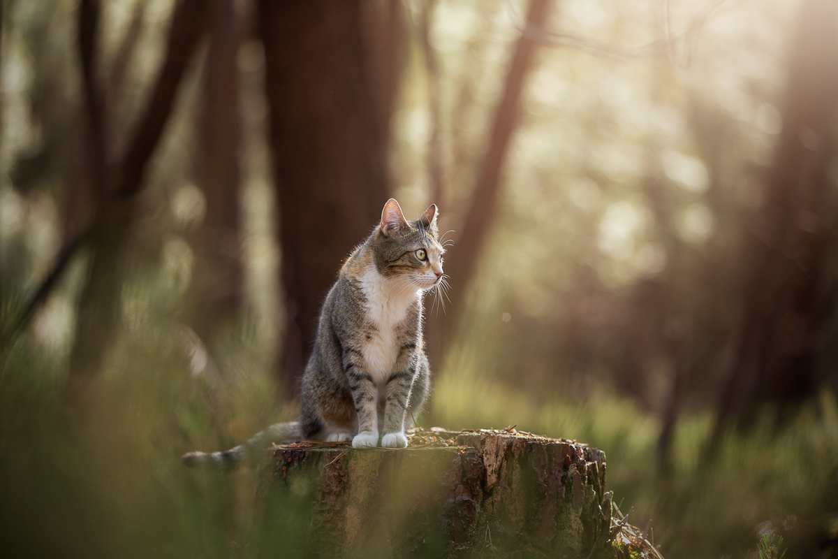 Seance photo chat extérieur foret lumiere photo pro