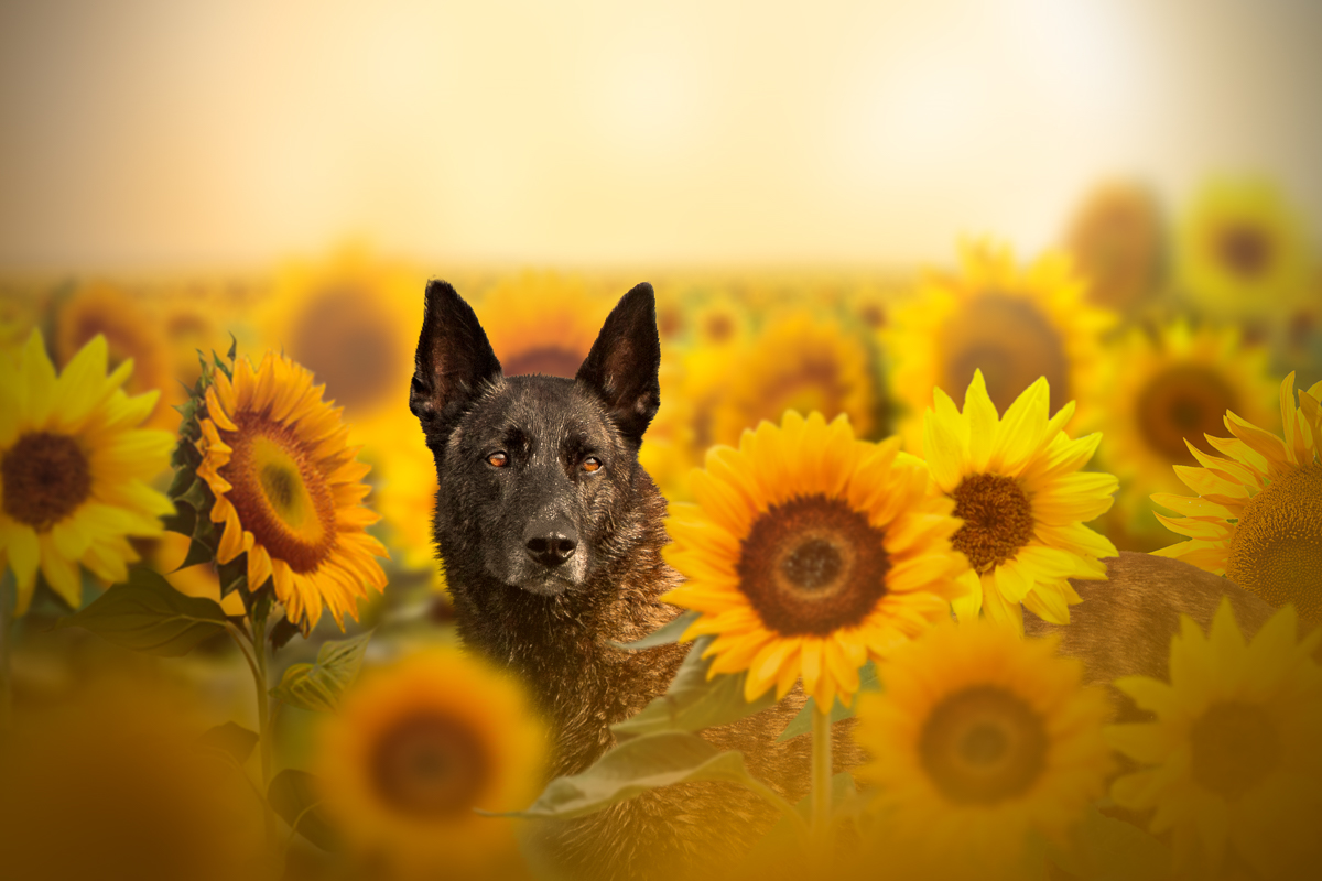 Seance photo chien berger hollandais tournesols ete retouche photo professionelle