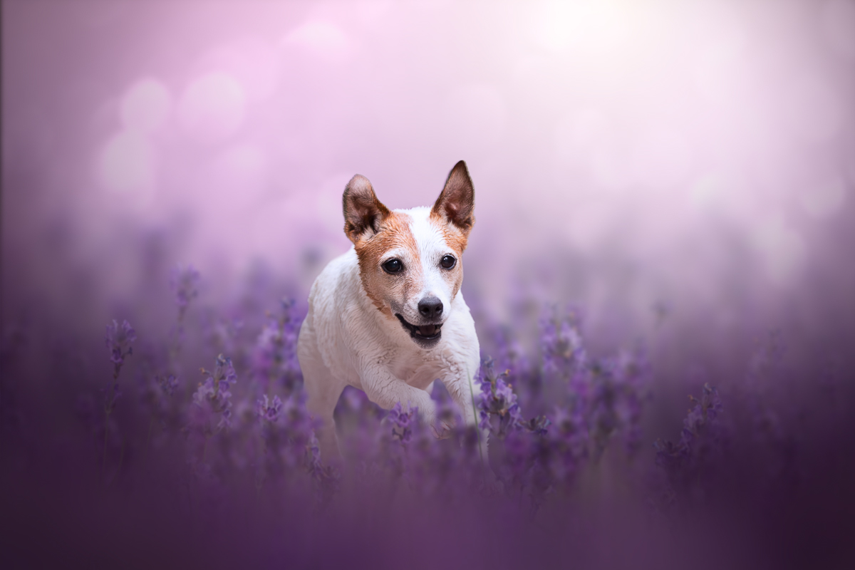 Chien jack russel court champ de lavande photographe animalier